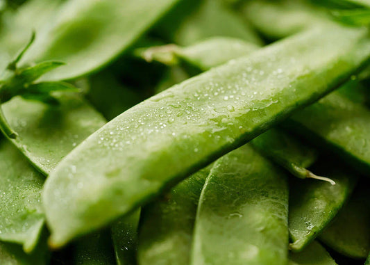 Mammoth Melting Sugar Snow Pea Seeds - Heirloom, NON-GMO, Garden Seeds
