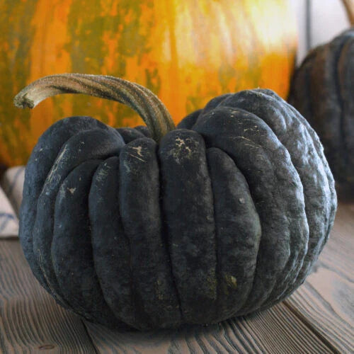 Yokohama Squash Seeds - 25+ Pack - Heirloom Vegetable Seeds for Garden Planting - Cucurbita maxima