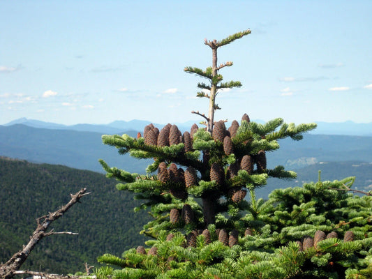 Canaan Fir Seeds, 30 Count, Abies balsamea var. phanerolepis, Evergreen Tree Seeds for Planting