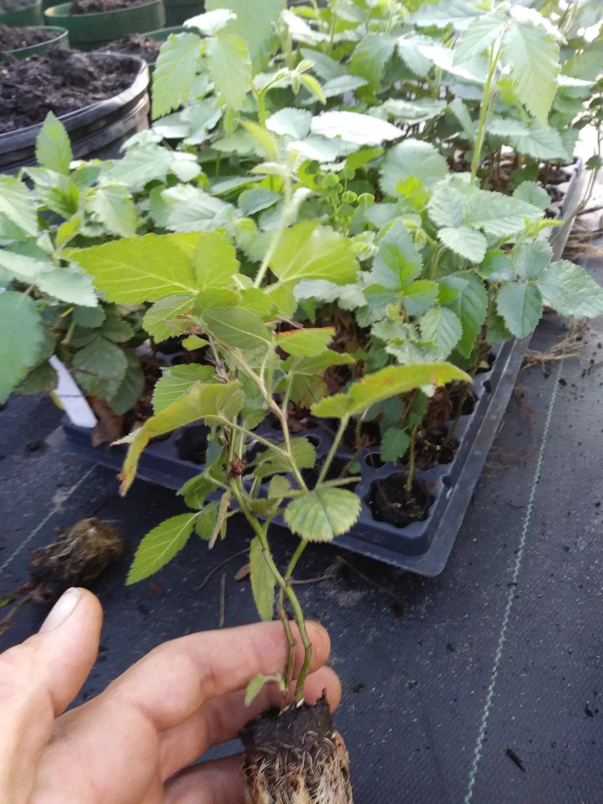 Nachez Thornless Blackberry Plant - 1 Healthy Non-GMO Edible Plant - Rubus fruticosus 'Nachez' - Pesticide-Free