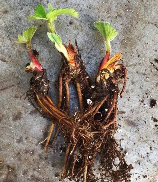 Seascape Strawberry Plants - Certified Organic Everbearing - 50 Bare-Root Plants - Fragaria × ananassa