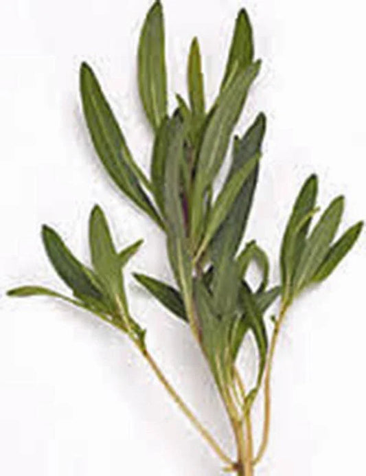 Summer Savory Herb Seeds - 500+ Non-GMO Heirloom Seeds for Garden Spice - Satureja hortensis