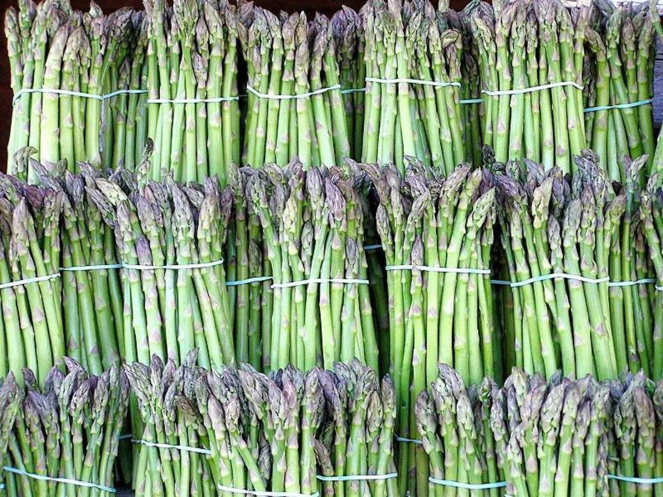 Asparagus Seeds - 100+ Heirloom UC72 - Organic, Non-GMO - Mary's Granddaughter Variety