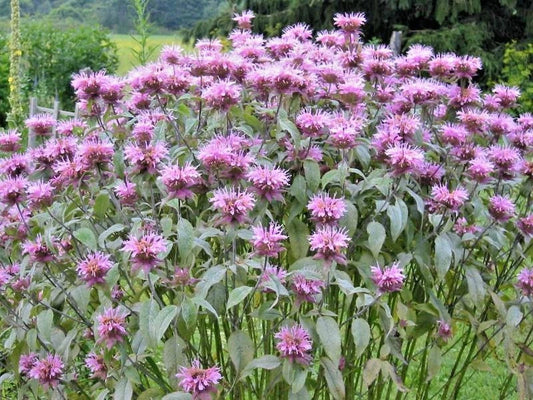 Wild Bergamot Flower Seeds - 300+ Count - Monarda - Native Wildflower for Garden & Container Planting