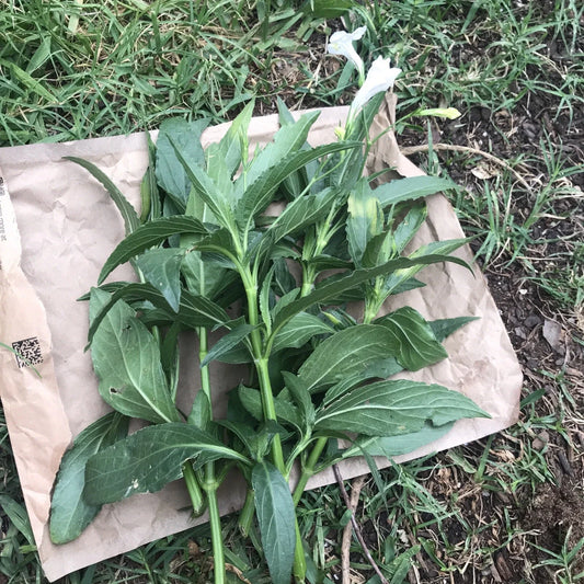 White Mexican Petunia Cuttings - 4 Live 6" to 8" Ruellia Tuberosa - Rare Unrooted Plant Cuttings