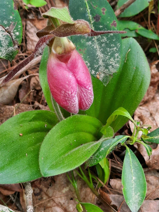 Pink Lady's Slipper Bare Root Plants, Cypripedium Acaule, Many Mature, Native Orchid, Perennial Garden Flowers