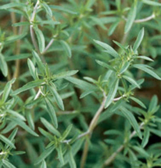 Summer Savory Herb Seeds - 500+ Fresh Seeds - Satureja hortensis - Culinary Herb for Cooking and Gardening