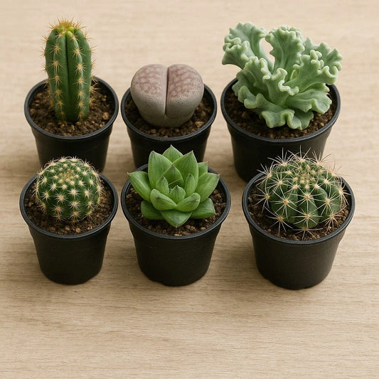 Succulent Variety Pack Set of 6 Live Plants Assorted Echeveria Easy-Care Multicolor Rosette Indoor Outdoor