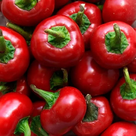 Red Cherry Hot Pepper Seeds - 60+ Non-GMO Heirloom Organic - Pimenta