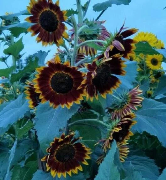 Colored Sunflower Seeds - 35 Pack, Multicolor Varieties (Helianthus annuus) for Vibrant Garden Blooms