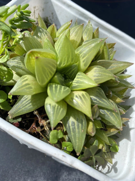 Haworthia Plant 4 Inch Pot Cathedral Window Haworthia Green Succulent Haworthia cymbiformis