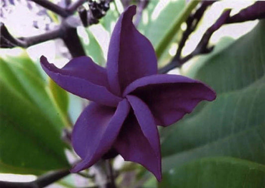 Dark Purple Plumeria Seeds - 5 Perennial Flower Lei Plants - Frangipani (Plumeria)