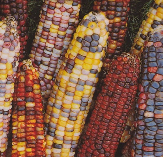 Ornamental Corn Seed - Indian Corn Seeds - Colorful Varieties - Zea mays - Fresh Seeds for Planting