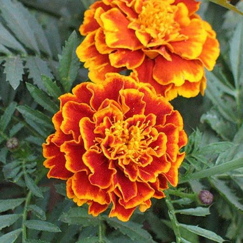Sparky Mix Marigold Seeds | Bicolor Orange, Yellow & Red | Tagetes patula | Non-GMO