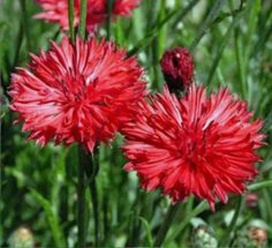 Red Bachelor's Buttons Seeds - 120 Bushy Seeds - Centaurea cyanus - Vibrant Red Flowers - GroCo USA