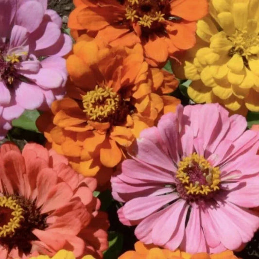 Peach Cobbler Zinnia Mix Seeds - 100 Organic Seeds - Zinnia elegans - USA Grown, Free Shipping