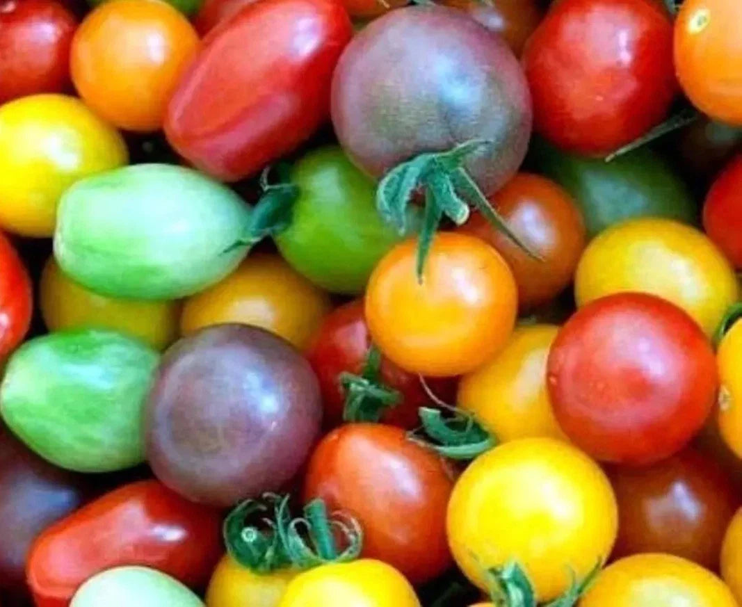 Rainbow Cherry Tomato Seeds - 120+ Heirloom Organic NON GMO - Fresh Garden Seeds for Planting - Solanum lycopersicum