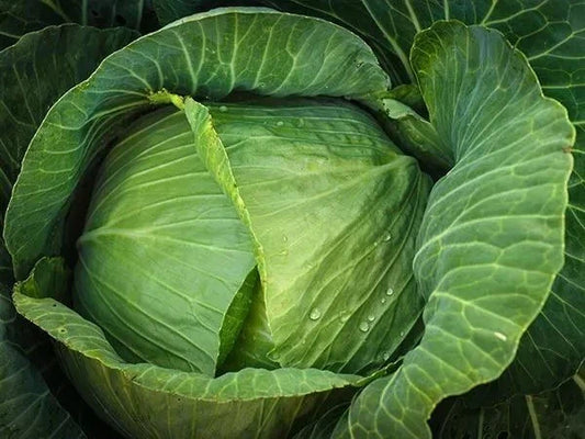 Cabbage Seeds 1000+ Heirloom Brunswick NON-GMO Fresh Brassica oleracea