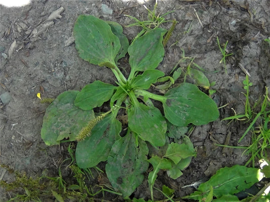 Organic Plantain Plants, 4 Plants Per Order, Wildcrafted, Plantago major