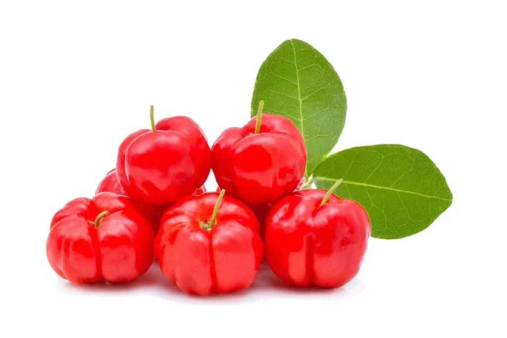 Acerola Cherry Seeds - 10+ Pack for Garden Planting - Malpighia emarginata - USA Fast Shipping