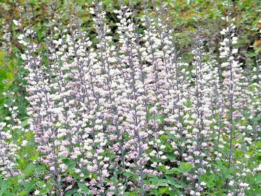White Wild False Indigo Seeds - 51+ Perennial Native Wildflower - Nitrogen-Fixing (Baptisia alba)