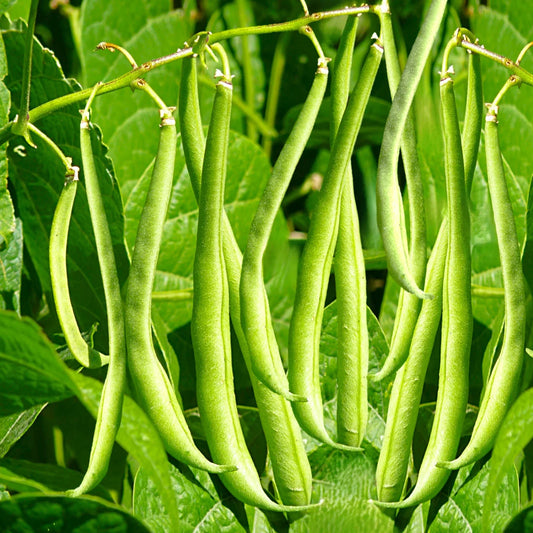 Masai French Filet Bean Seeds - Haricot Vert Variety for 2025 Planting, High-Yielding, Organic Gardening Seeds