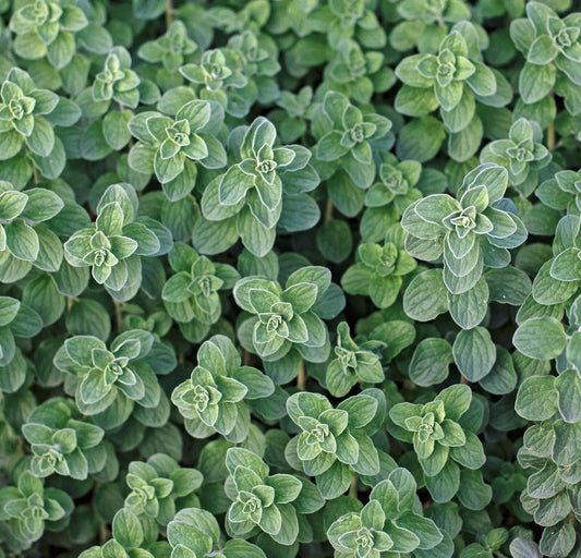 Greek Oregano Seeds 1000++ Count | Aromatic Herb, Attracts Butterflies - Origanum vulgare