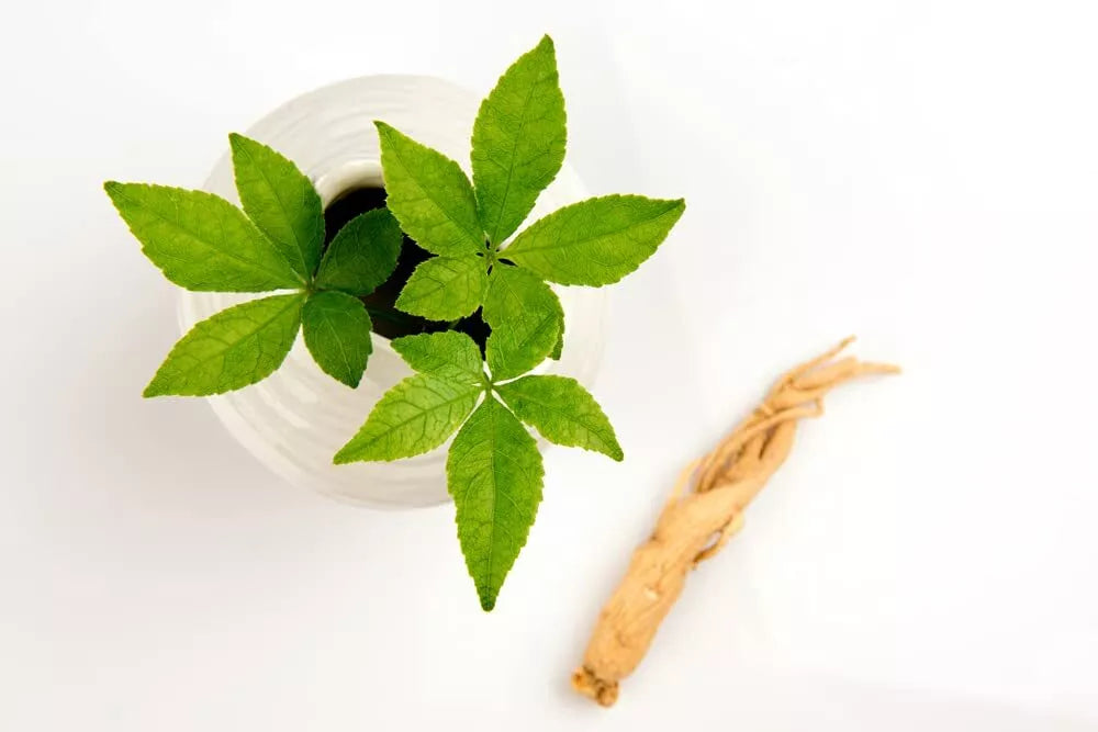 50 Female Ginseng Seeds - Medicinal Herb - Panax quinquefolius - Shipped from Iowa, Made in USA