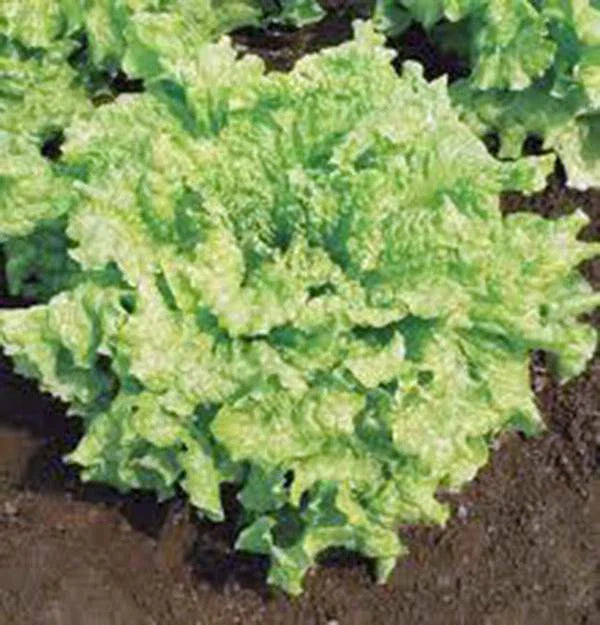 Lettuce Seed 500 Seeds Leaf Lettuce Simpson BS Heirloom Non-GMO Organic Gardening