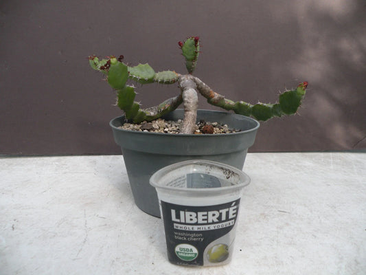 Euphorbia opuntioides Plant - 12-Year-Old Cutting - Unique Succulent Variety for Home Garden Decor