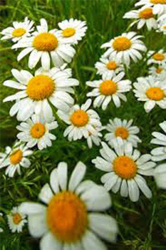 German Chamomile Seeds, Heirloom NON-GMO, 500 Count, Matricaria chamomilla
