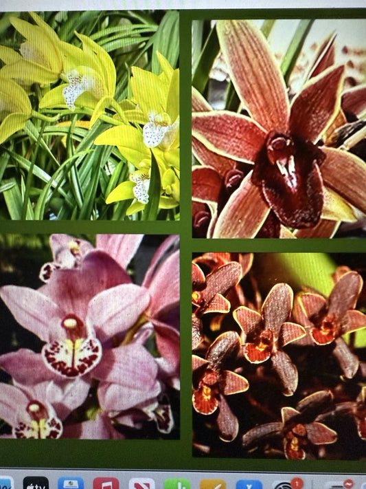 Cymbidium Orchid Seedling Bare Root - Choose from 8 Varieties - Quality Plant for Home or Garden
