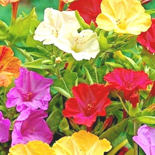 40+ Four O'Clock Mix Seeds - Wildflower Pollinators, Fragrant Night Blooms, Perennial Plants for Gardens (Mirabilis jalapa)