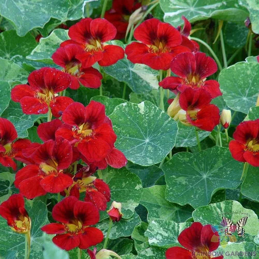 Troika Red Nasturtium Seeds - 50+ Pack - Garden Planting - Tropaeolum majus - USA