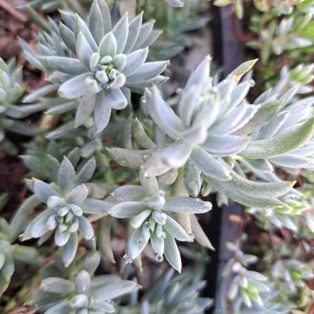 Sedum Blue Spruce Cuttings - 10 Cold Hardy Trailing Ground Cover Succulents - Perfect for Garden or Indoor Use