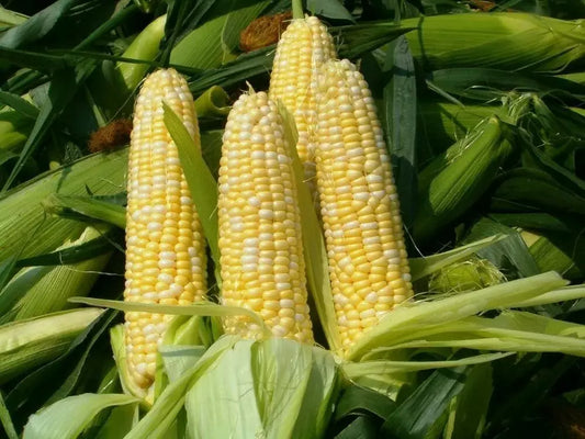 Peaches & Cream Corn Seeds - 30 Organic Non-GMO Sweet Seeds - Zea mays var. saccharata