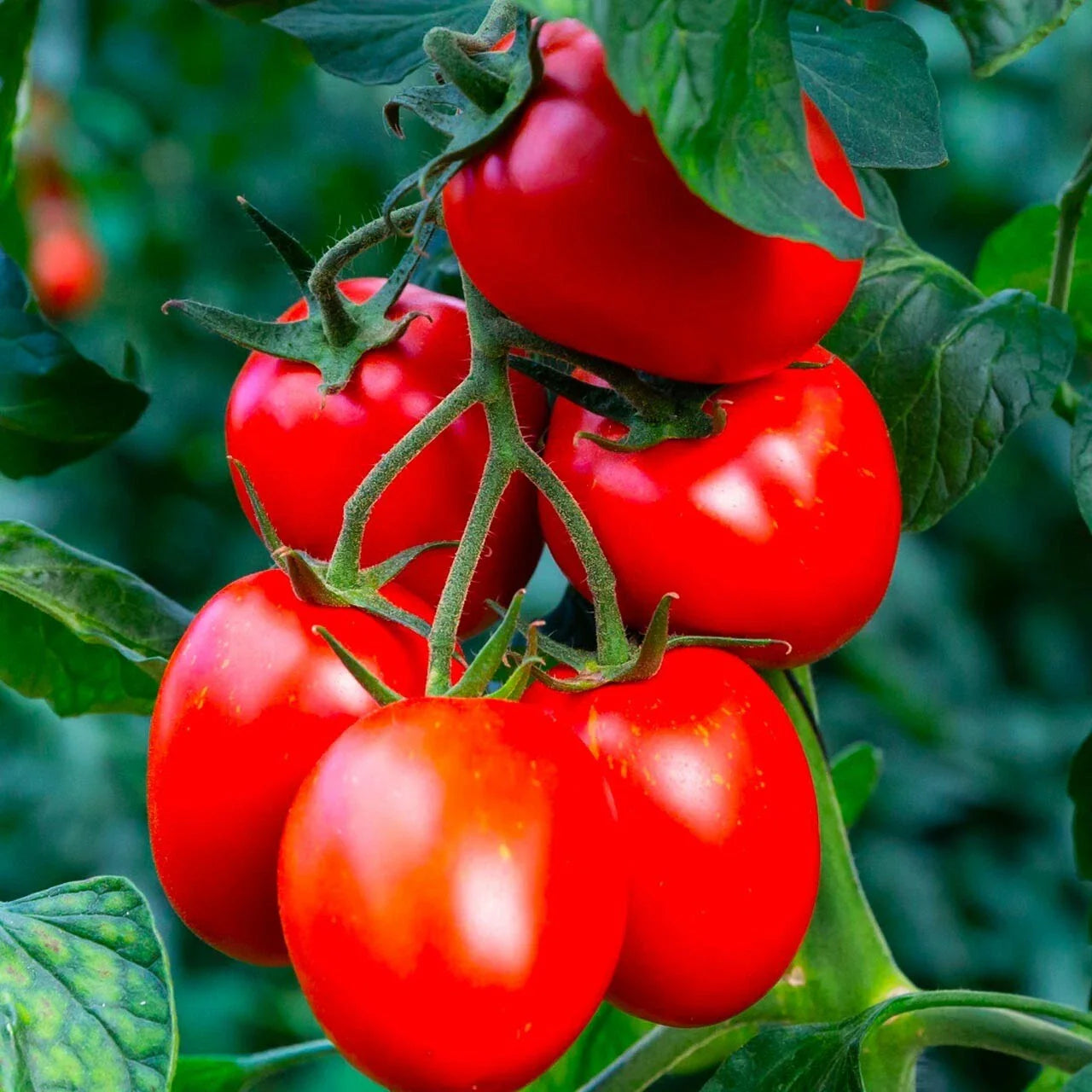 Rio Grande Tomato Seeds - 10+ Organic Heirloom Non-GMO - Fresh Garden Seeds for Planting (Solanum lycopersicum)