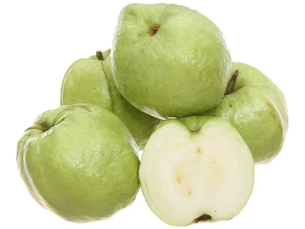 50+ White Seedless Guava Seeds for Planting - Crystal Variety - Psidium guajava - USA - Free Shipping