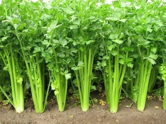 Chinese Celery Seeds - 2500 Non-GMO Heirloom Seeds - Apium graveolens - USA Seller