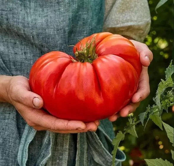 Giant Beefsteak Tomato Seeds - 120+ Organic Heirloom NON-GMO - Fresh Garden Seeds - Solanum lycopersicum