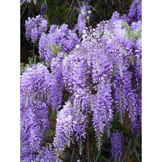 Fresh Lavender Cuttings Bundle of 10 Organic Pieces - Lavandula angustifolia