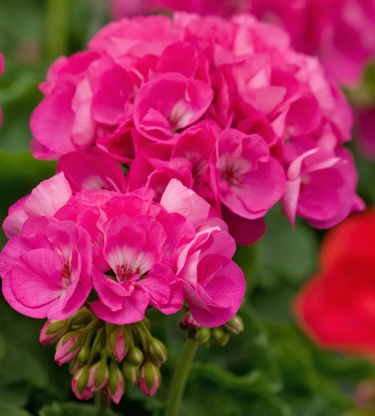 Geranium Cuttings 3 Fresh Double Bright Pink Pelargonium Pelargonium x hortorum