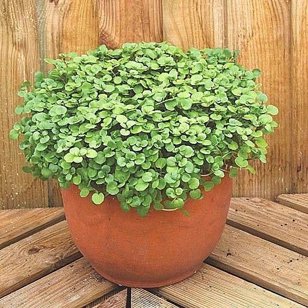 Organic True Watercress Seeds - 1 oz (20,000 Seeds) for Indoor Shade Gardens - Perfect for Sprouting