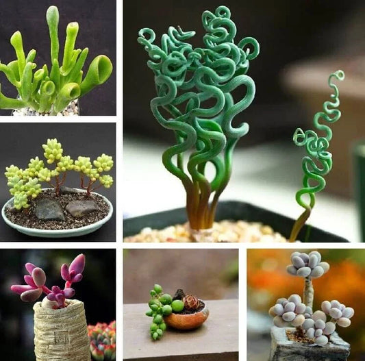 Mixed Succulent Plant Seeds - 100pcs Pack - Variety of Colors and Types - Ideal for Home Gardening and DIY Projects