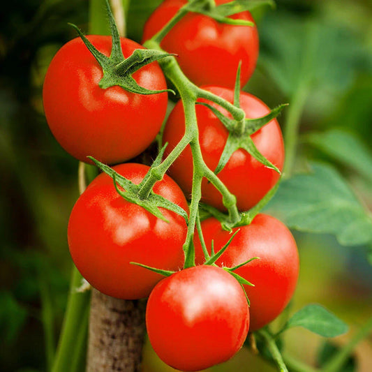Moneymaker Vine Tomato Seeds | Indeterminate Cordon Stake Variety | Solanum lycopersicum | 2025 Season