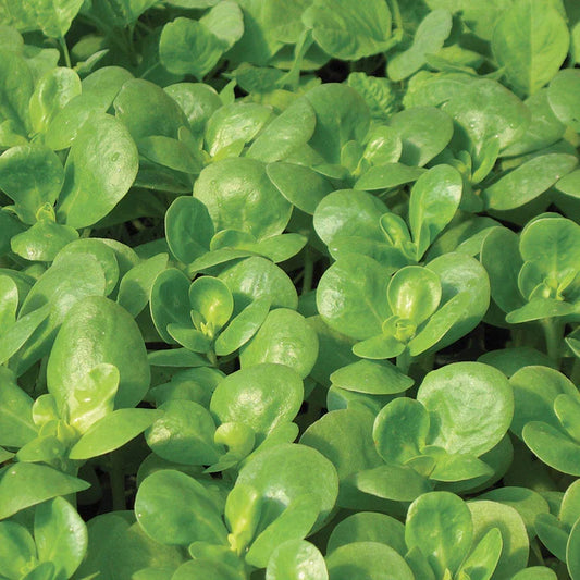Golden Purslane Seeds - 500+ Fresh Herb Seeds - Edible Plant for Gardens - Portulaca oleracea