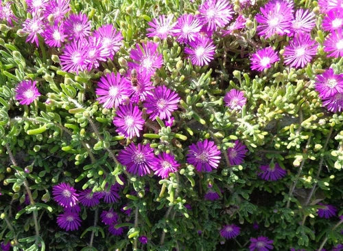 Creeping Ice Plant Cuttings 25 Pack Purple/Pink Ground Cover Succulent RARE Mesembryanthemum Crystallinum