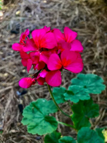 Pelargonium Zonal Geranium 6" Cutting Hot Pink Orange Centers Pelargonium Peltatum Trailing Ivy Geranium Live Plant