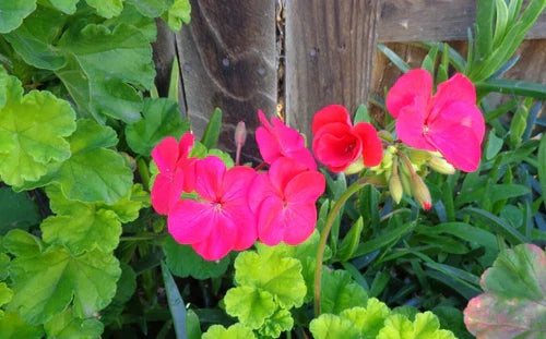 Hot Pink Geranium Cuttings 3x6" Live Plant Pelargonium Zonal Fragrant Blooms