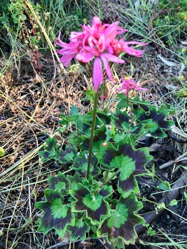Pelargonium Geranium 6" Live Plant Cutting, Rare Spiky Pink Bloom Cluster, Salmon Pink, Hardy, Easy Care